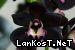 чёрная орхидея